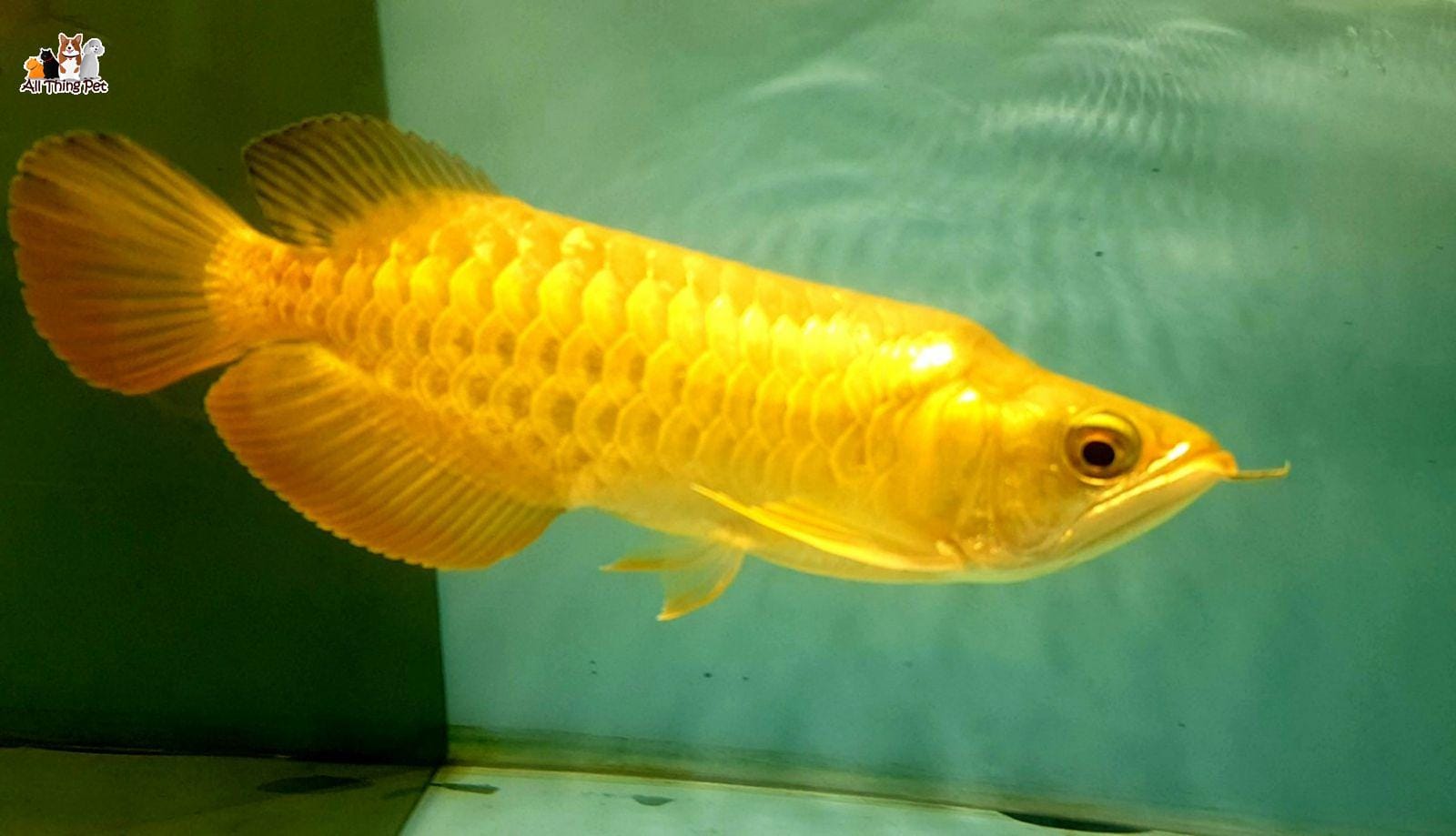 Những bệnh thường gặp ở cá rồng – Biểu hiện và cách điều trị