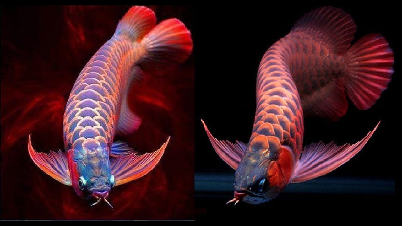 Bệnh mờ mắt khá phổ biến ở nhiều loại cá