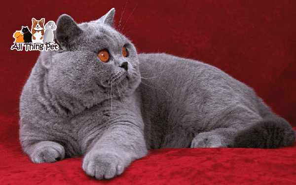 Những bệnh thường gặp ở mèo Anh lông ngắn