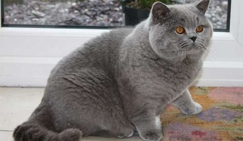 Bệnh nhiễm trùng đường hô hấp