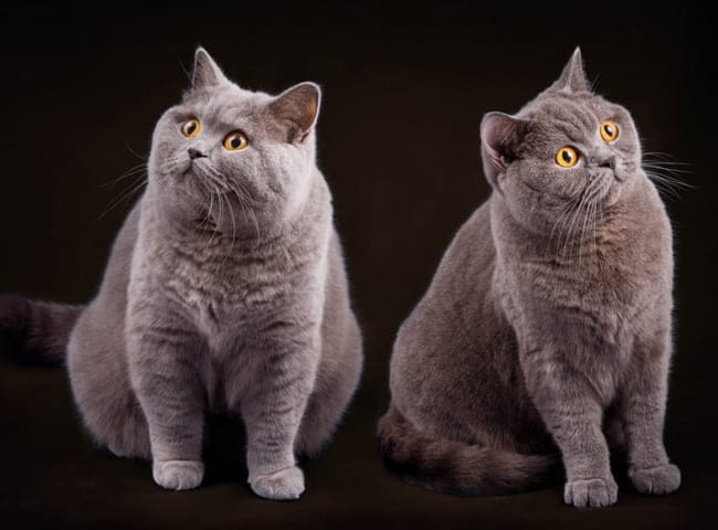 Bệnh Feline Panleukopenia ở mèo ALN