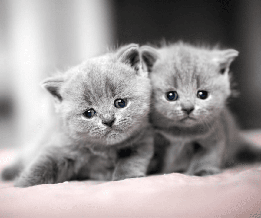 Bệnh dại – Rabies