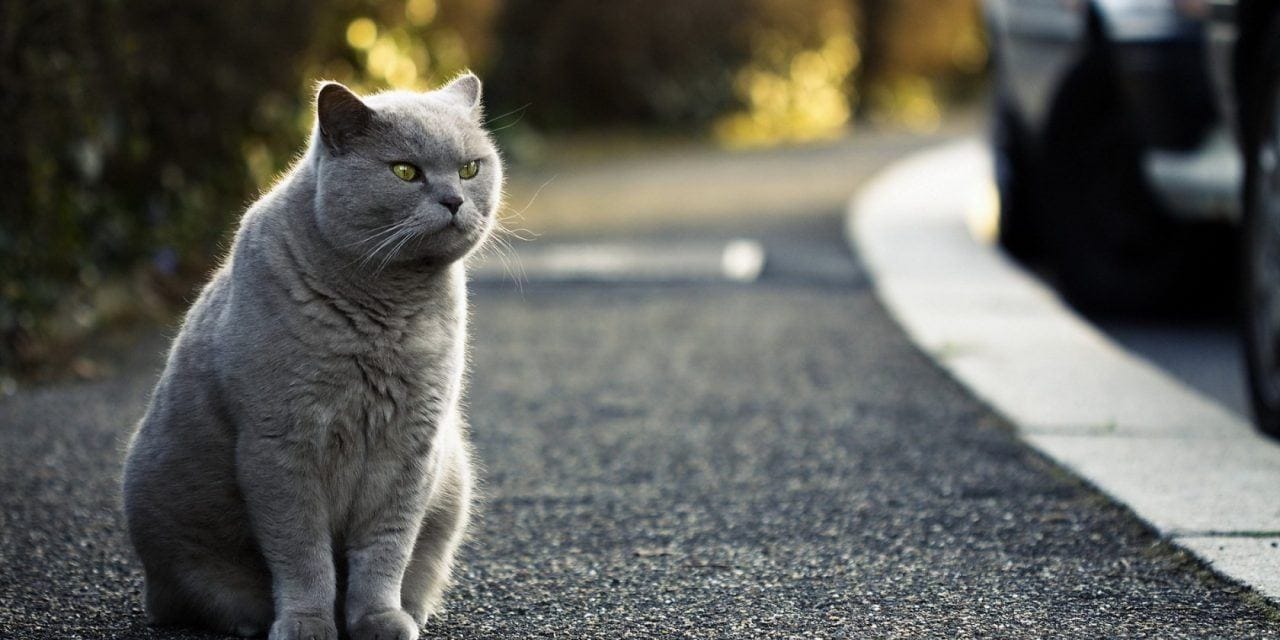 Những bệnh thường gặp ở mèo