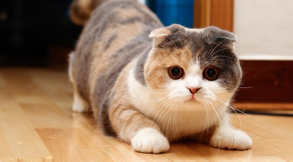 Mèo tam thể đực rất hiếm