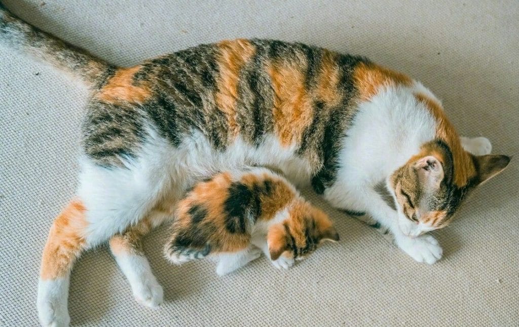 Giá mèo tam thể đực có thể lên tới vài trăm triệu