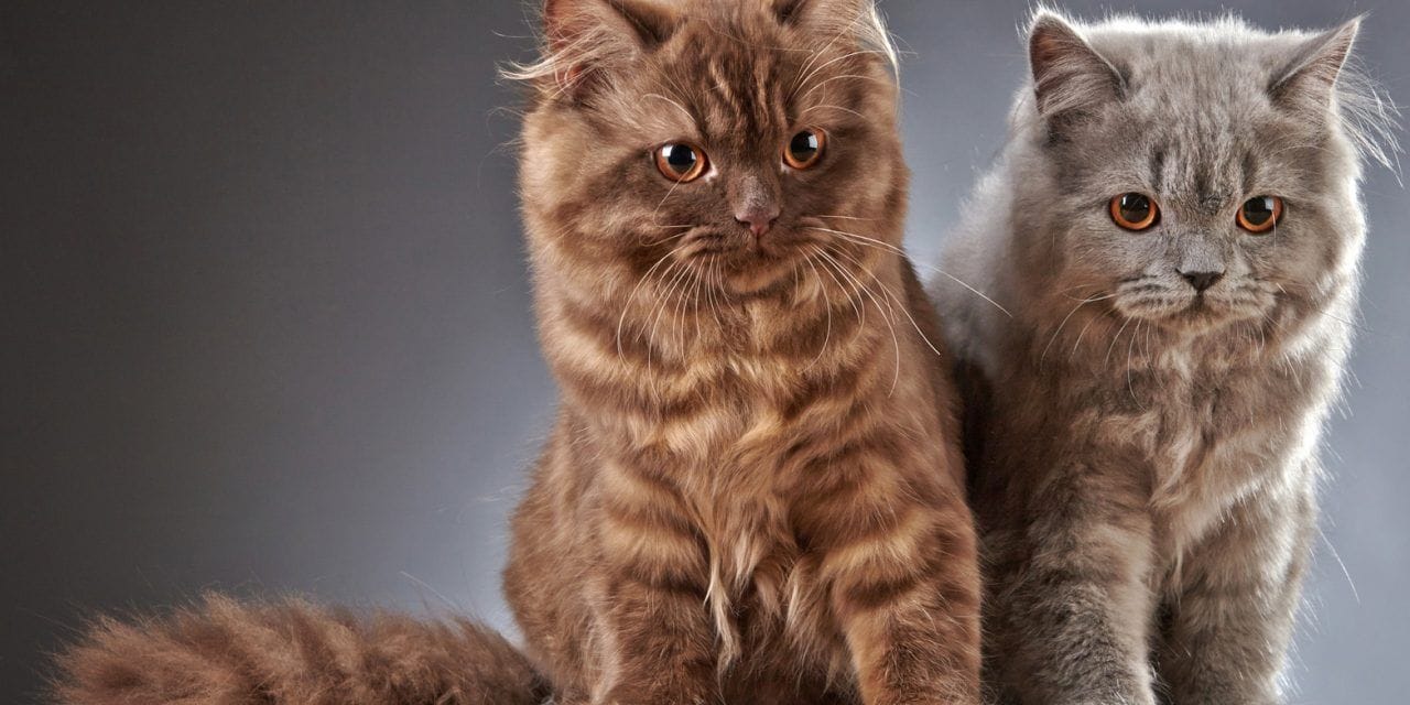 Những chú mèo cảnh trong nhà sống khá độc lập