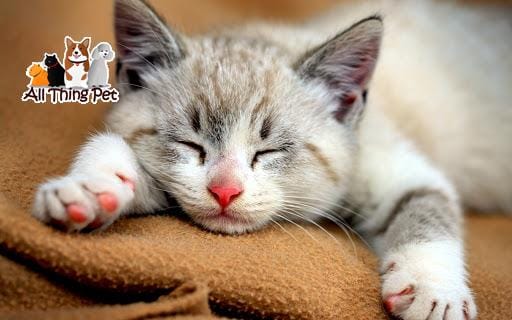 Những bí quyết vàng dành cho người nuôi mèo cảnh trong nhà lần đầu