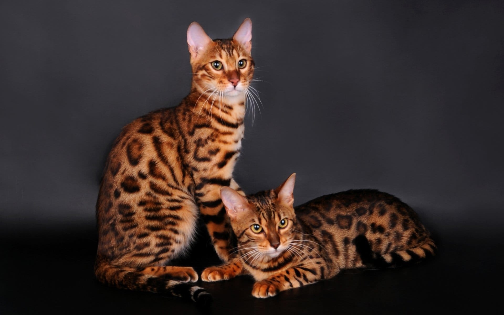 Mèo Bengal thích leo trèo