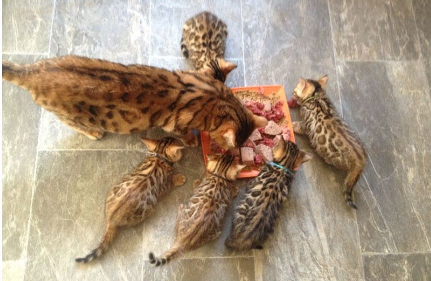 Nên cho Bengal ăn thịt lợn để bổ sung dưỡng chất