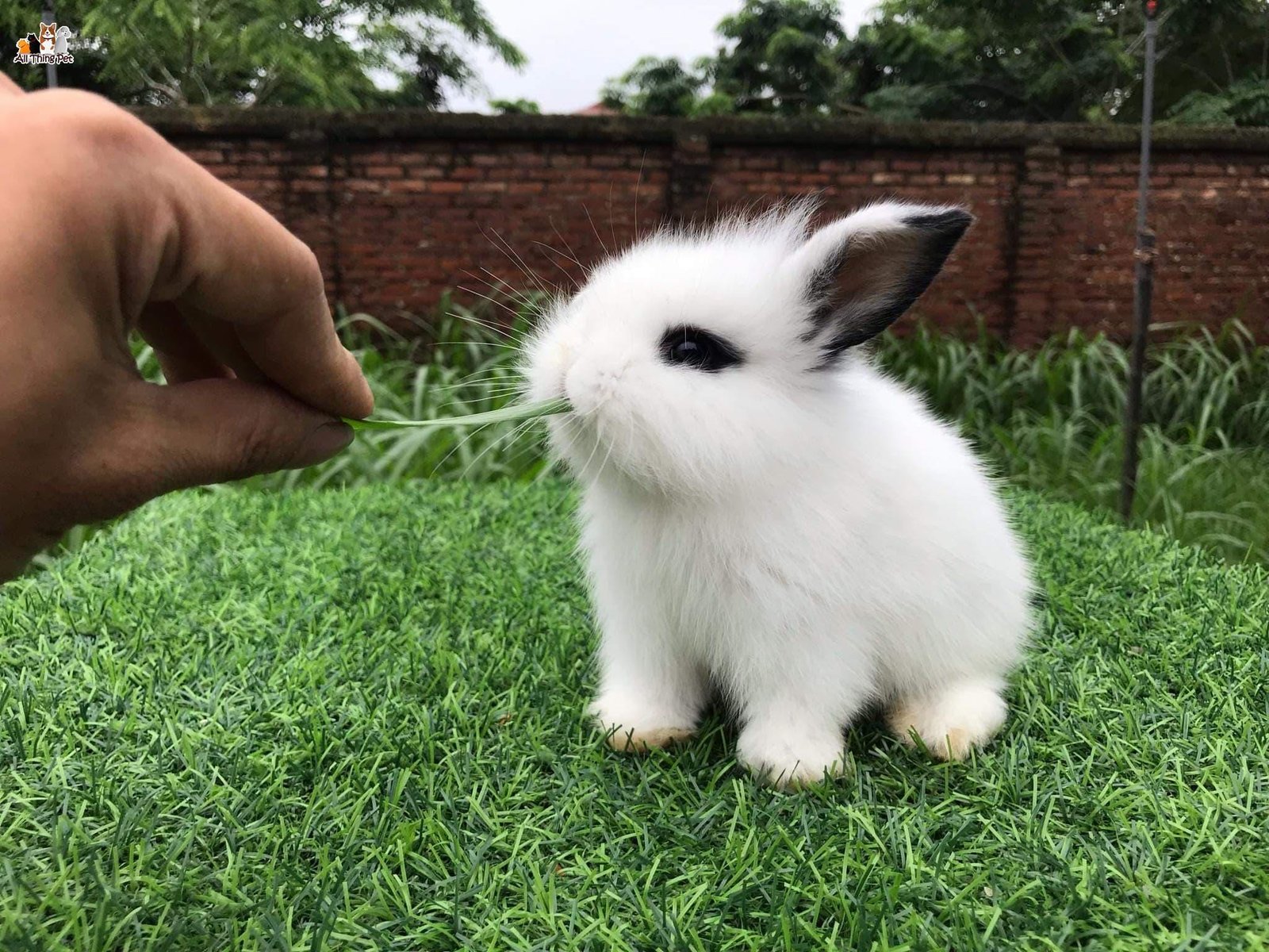 Những đặc điểm cần lưu ý khi mua thỏ cảnh bạn cần biết