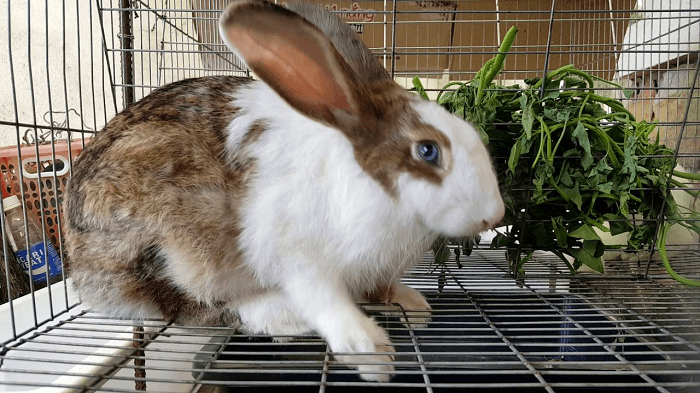 lựa chọn giống thỏ cảnh