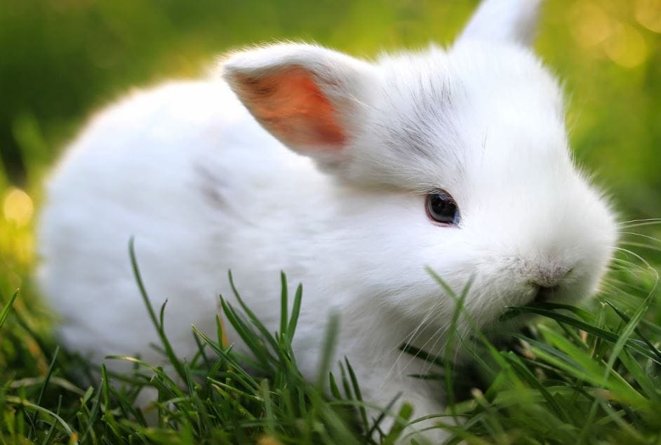 Giống thỏ cảnh