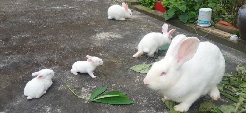 thỏ cảnh ở Việt Nam