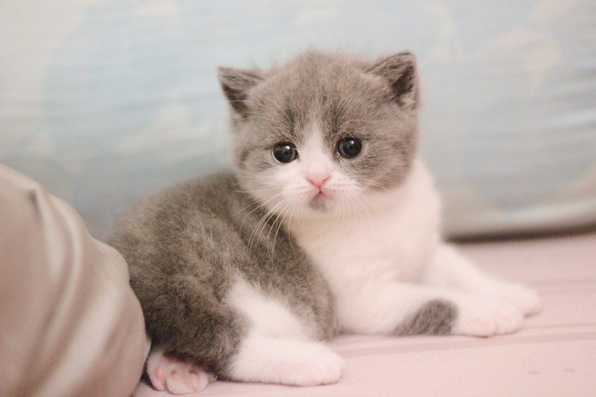 Sẵn sàng đấu 01 đối 01 với loài vật khác để bảo vệ chủ nhân