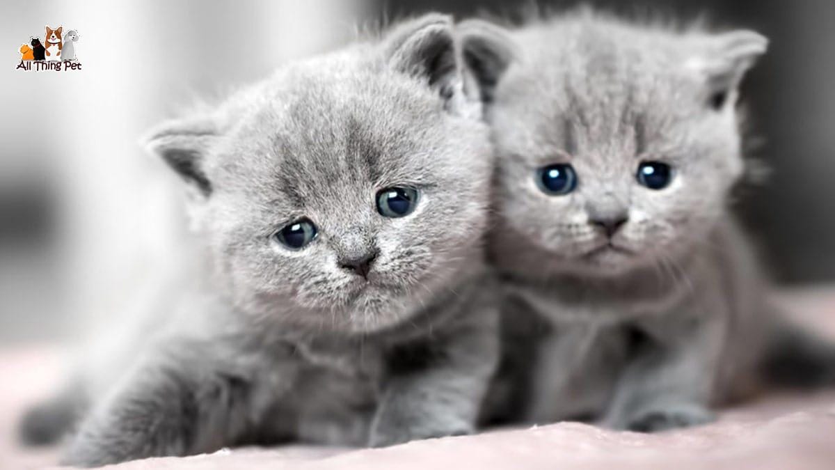 Những đặc điểm đáng yêu của mèo Anh lông ngắn