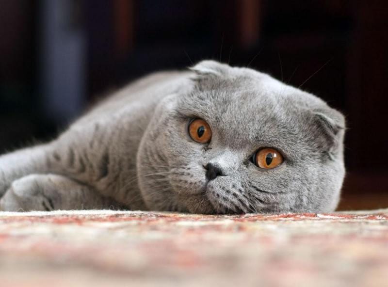 Mèo Anh lông ngắn được nhập khẩu từ nước ngoài