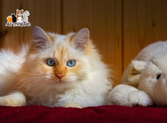 Những đặc điểm nổi bật của giống mèo Ragdoll - Tin Tức Vật Nuôi 24h