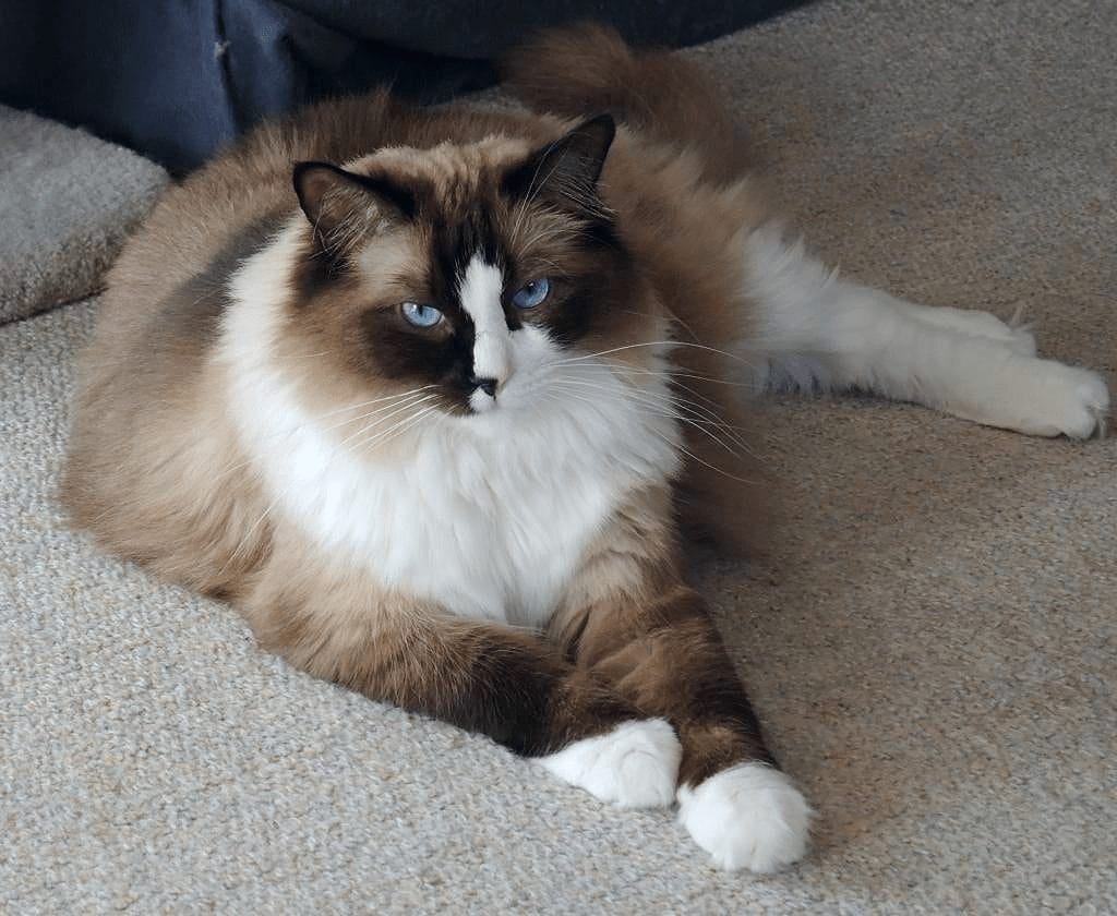 Mèo ragdoll có thân hình to lớn