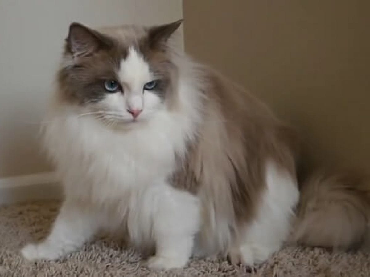 Mèo Ragdoll rất thông minh, nhanh nhẹn