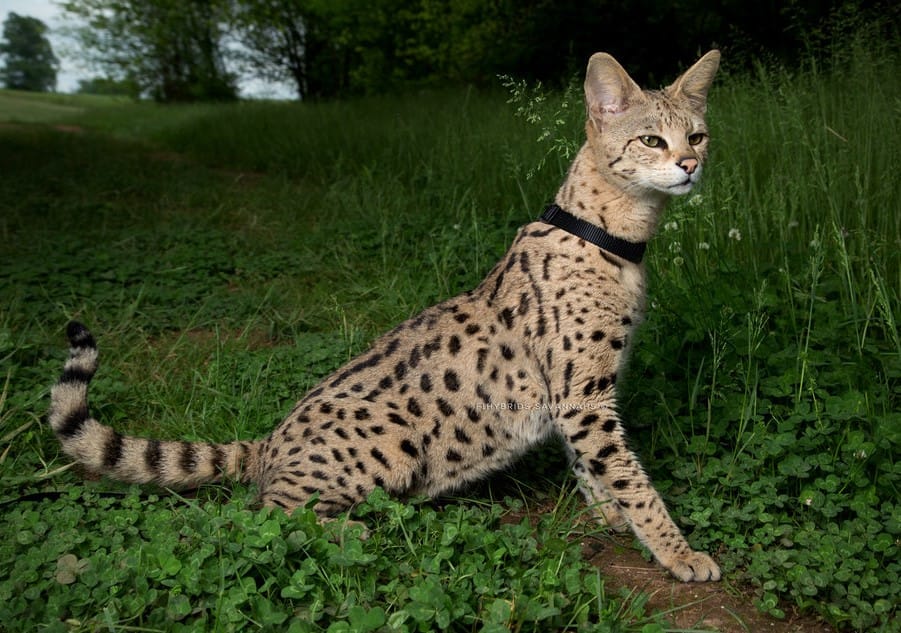 Loài mèo Savannah rất thân thiện với con người
