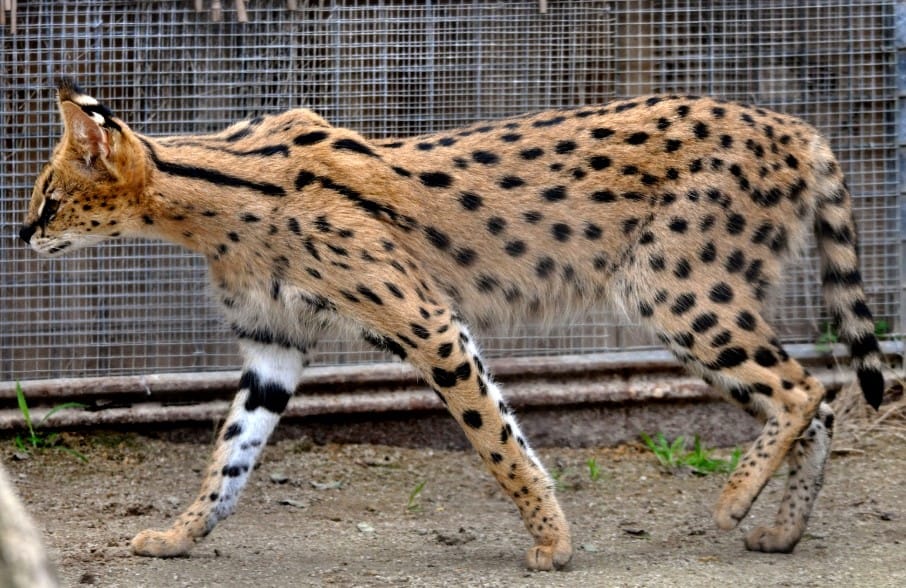 Mèo Savannah rất hiếm nên giá thành cao