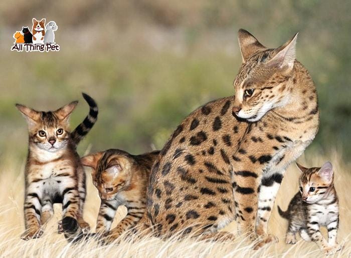 Những đặc điểm nổi bật của giống mèo Savannah - Tin Tức Vật Nuôi 24h