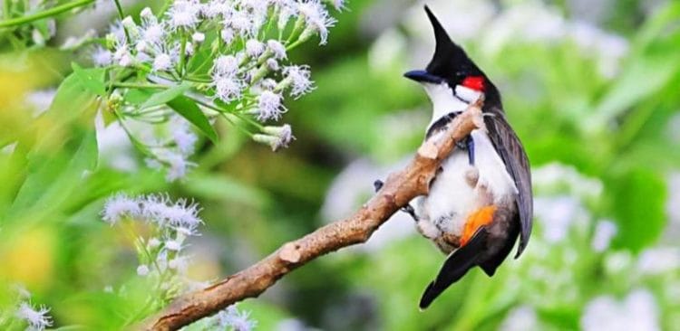 Chúng nó bề ngoài rất ưa nhìn