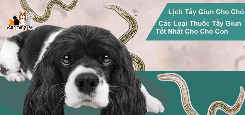 Những điều cần biết khi dùng thuốc tẩy giun cho chó