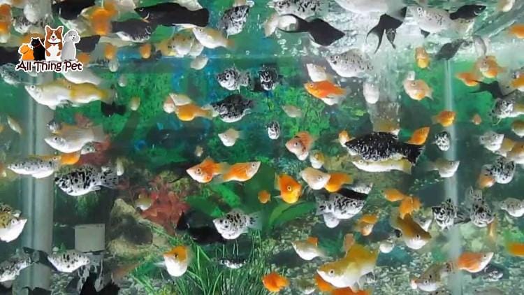 Những điều không thể không biết khi nuôi cá cảnh