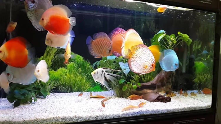 nuôi cá cảnh giúp làm đẹp cho không gian