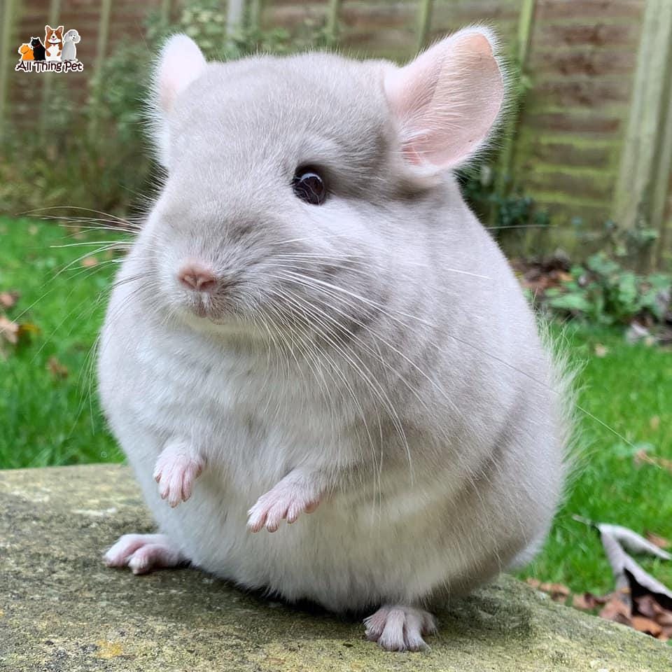 Những điều thú vị về chuột Chinchilla