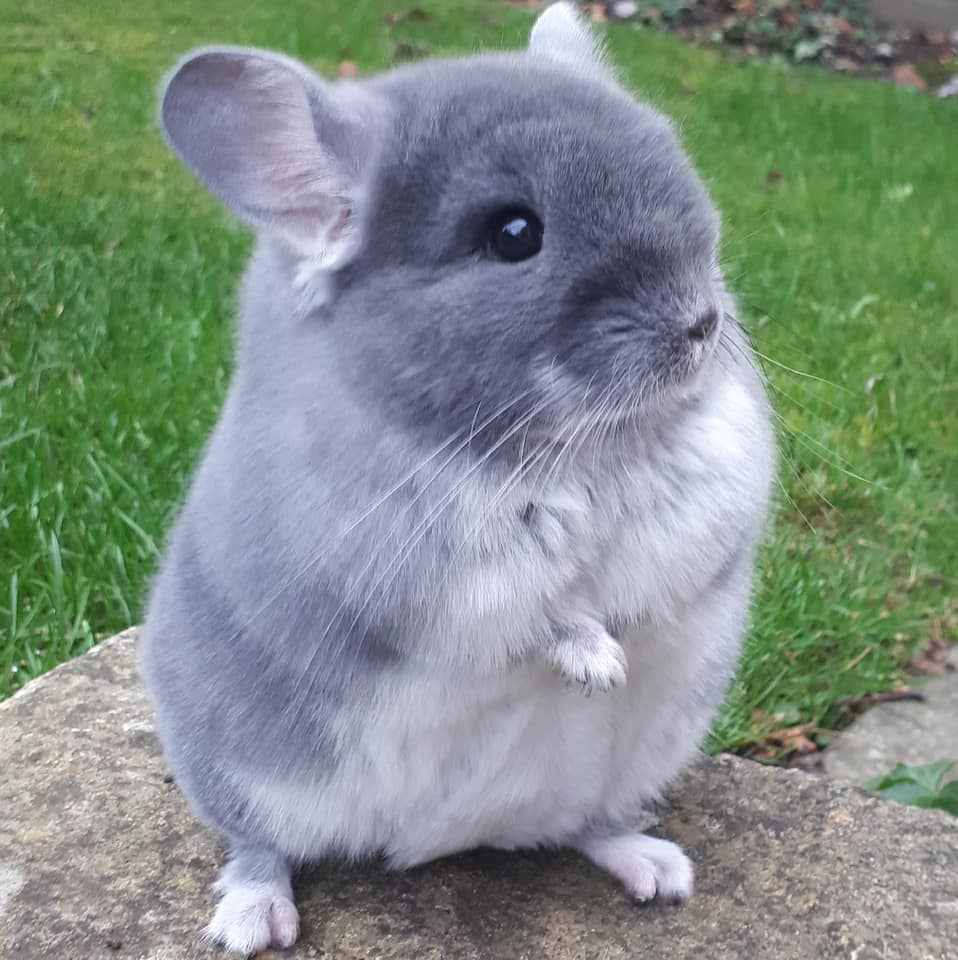 Chuột chinchilla là loài gặm nhấm