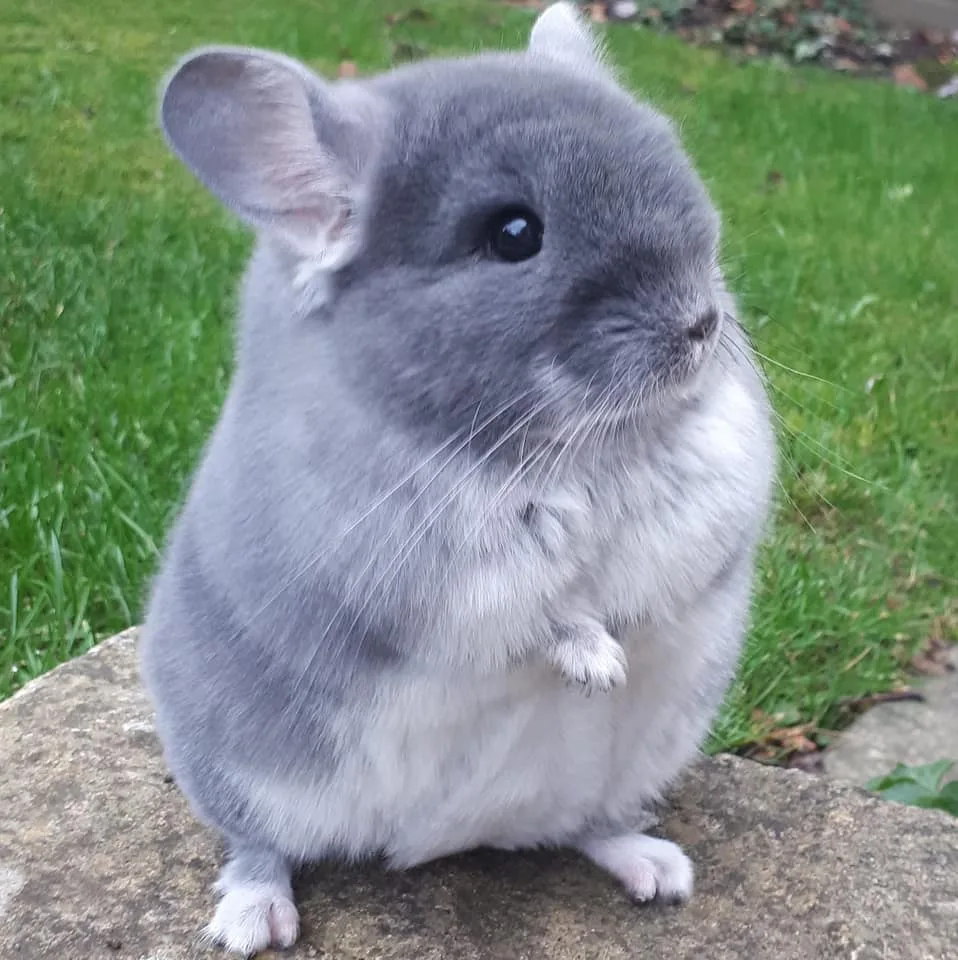Chuột chinchilla là loài gặm nhấm