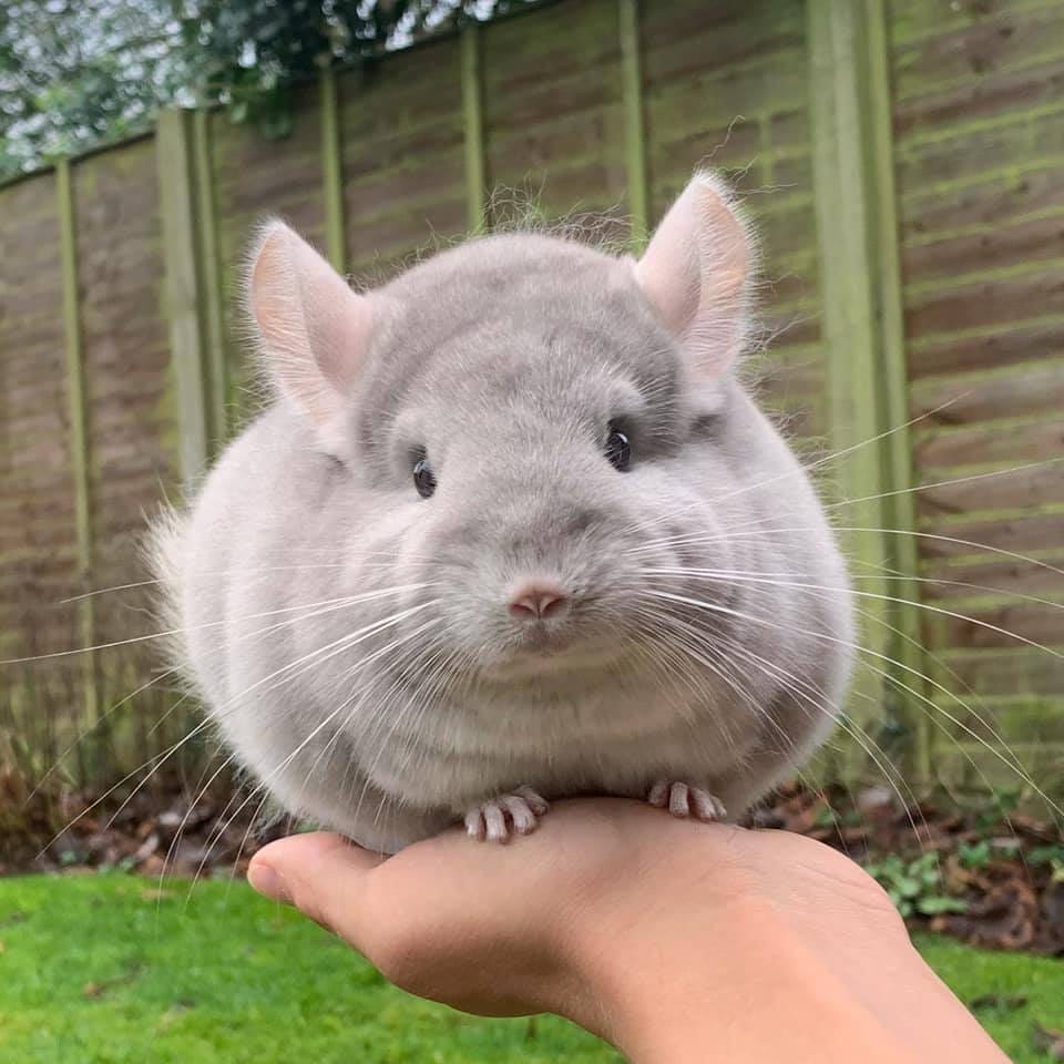 Bộ lông đẹp làm nên vẻ ngoài hoàn hảo và ưa nhìn cho Chinchilla