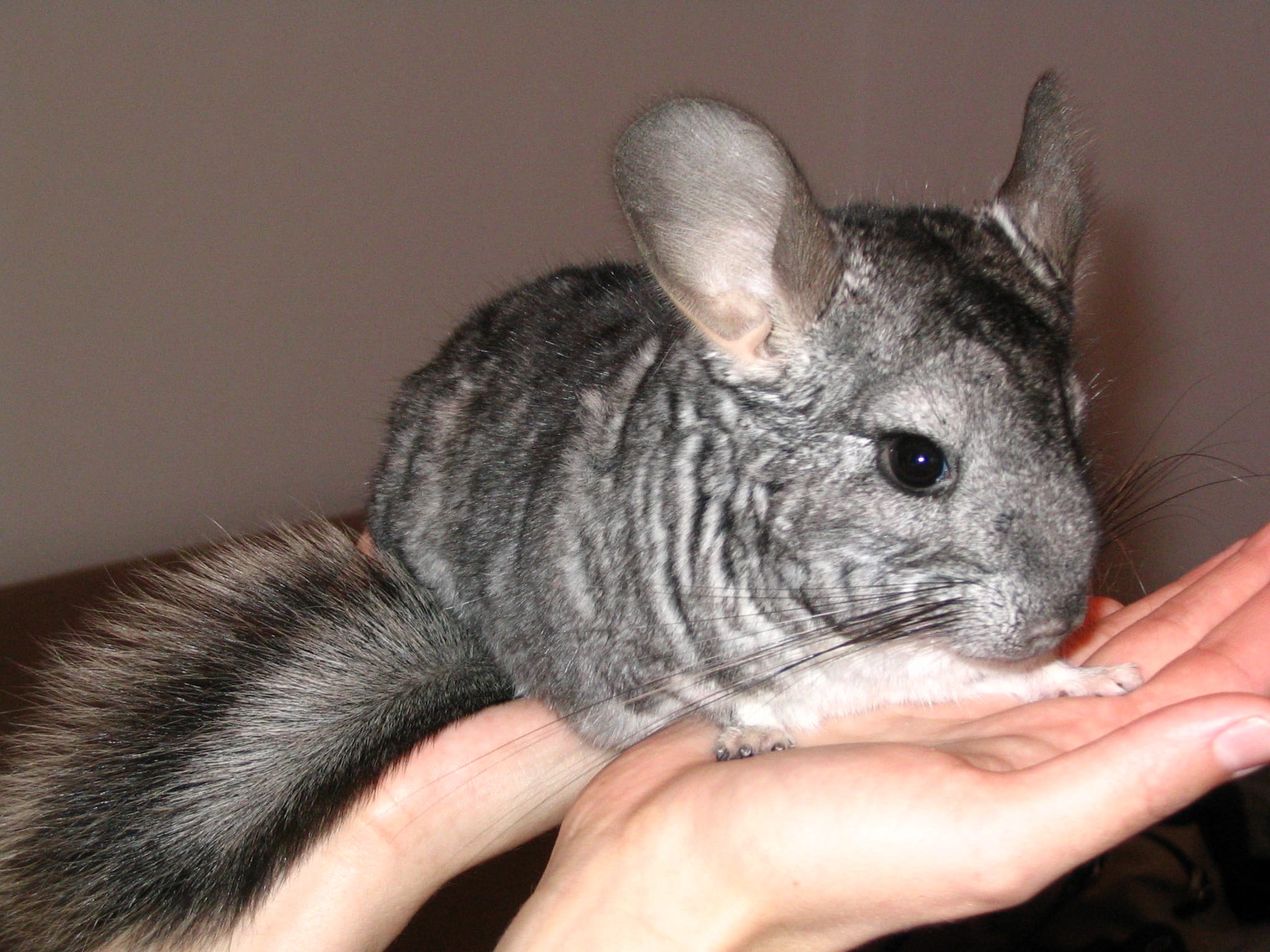 Chuột chinchillas là loài ăn thịt và sống về đêm