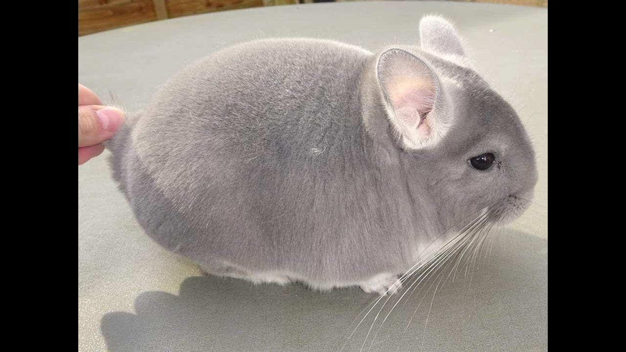 Chinchilla có mùi cơ thể nhẹ