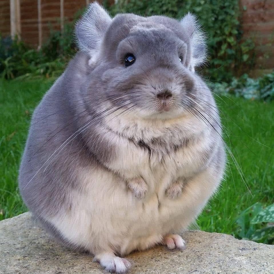 Mặc dù lông chinchilla rất được ưa chuộng
