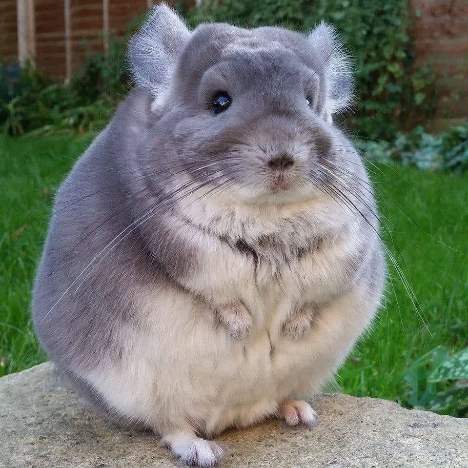 Mặc dù lông chinchilla rất được ưa chuộng