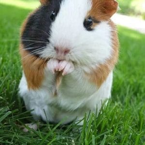 Bọ Ú nằm trải dài trên bàn khi cảm thấy thoải mái