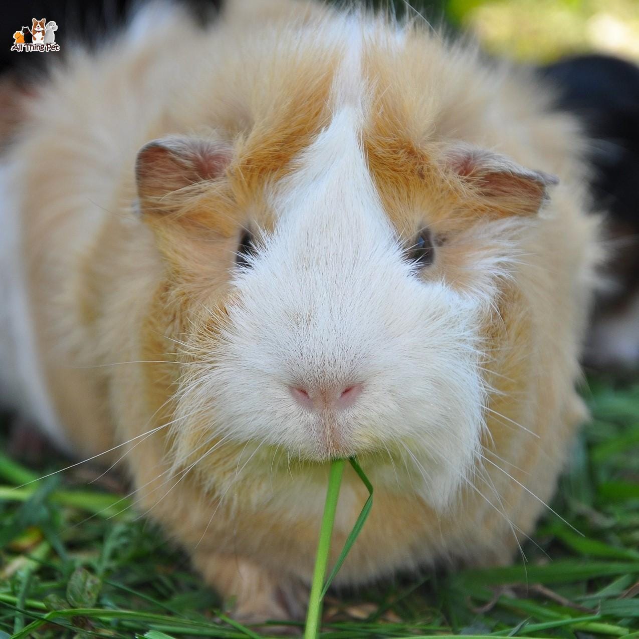 Những hành động của Bọ Ú là muốn ra hiệu điều gì cho chủ nhân