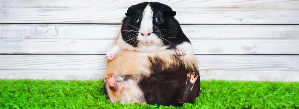 Cần để ý những hàng động của Bọ Ú