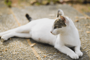 Cần phối giống cho mèo để duy trì nòi giống