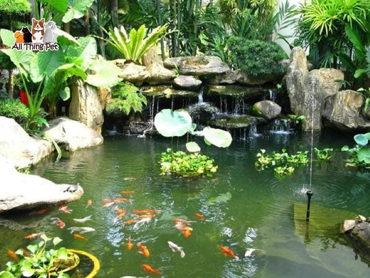 Những kiến thức nuôi cá cảnh cơ bản nhất mà bạn nên biết
