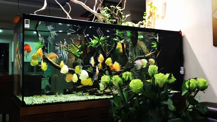 cùng tìm hiểu cách nuôi cá cảnh