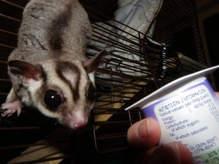 Chế độ ăn uống của Sóc bay Úc