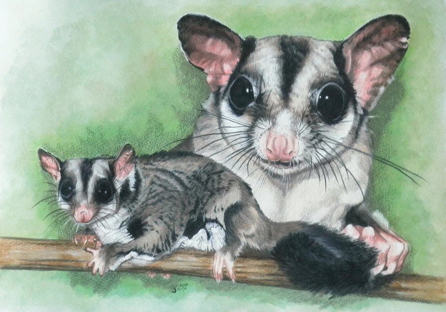 Nguồn gốc Sóc Bay Úc