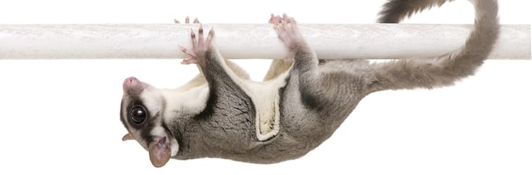 Đặc điểm của Sóc Bay Úc