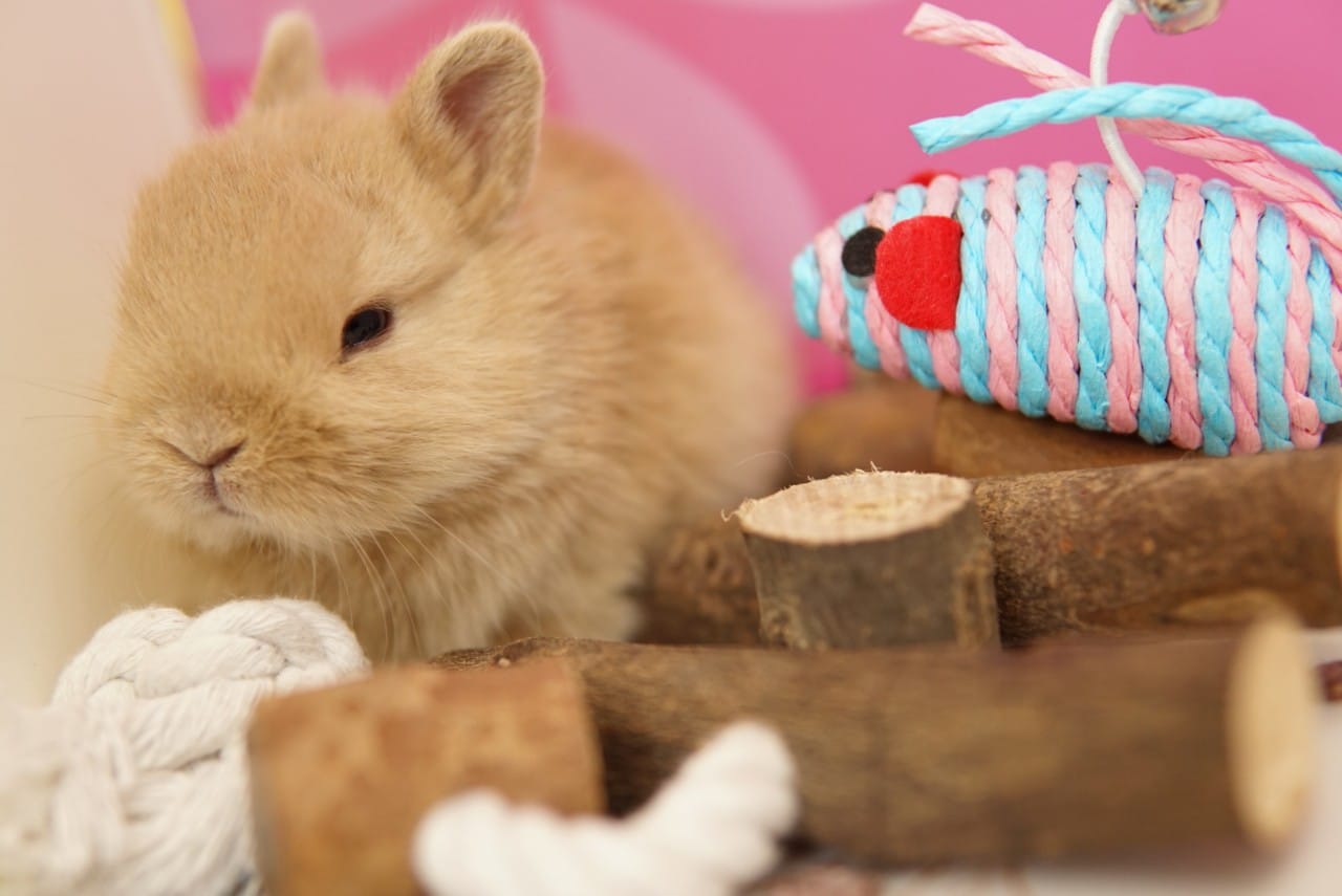 Chăm sóc thỏ kiểng con