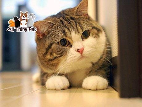 Những sai lầm cần tránh khi bạn đang nuôi mèo cảnh