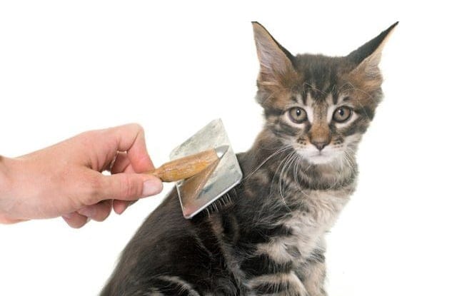 Nuôi mèo theo trào lưu mà không tìm hiểu cặn kẽ